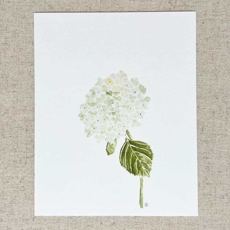 White Hydrangea Flower 8x10 Print