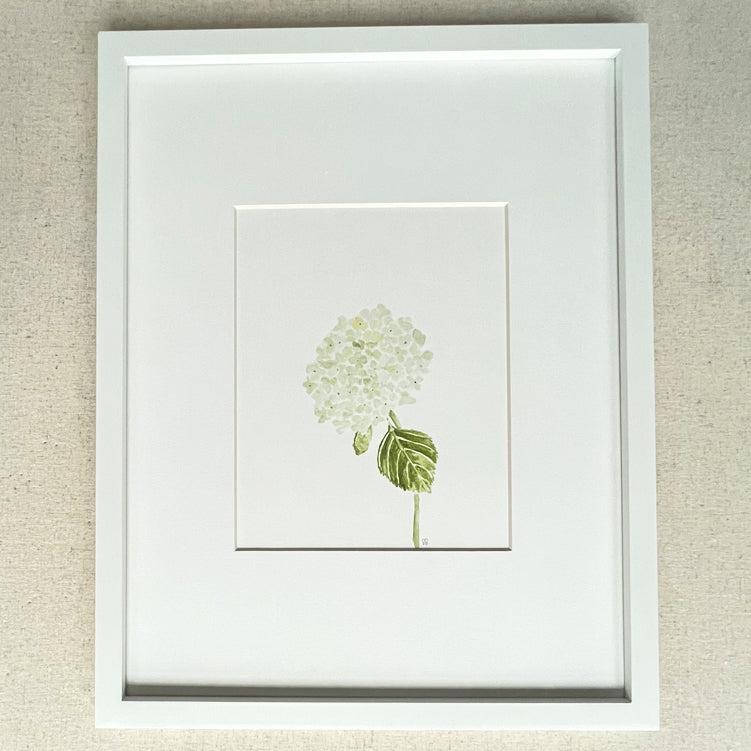 White Hydrangea Flower 8x10 Print